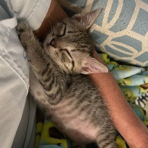 Meet your Posher, Jane